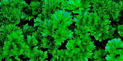 acquistare semi di fiori vegetali polacchi all'ingrosso